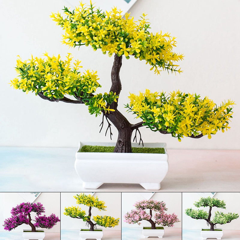 Closora | Plant Bonsai