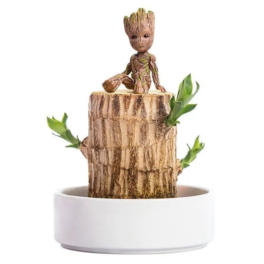 Terrarium Lucky Wood