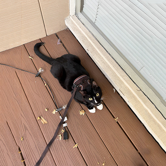 Anti-Escape Cat Harness - Safety & Freedom for Your Feline