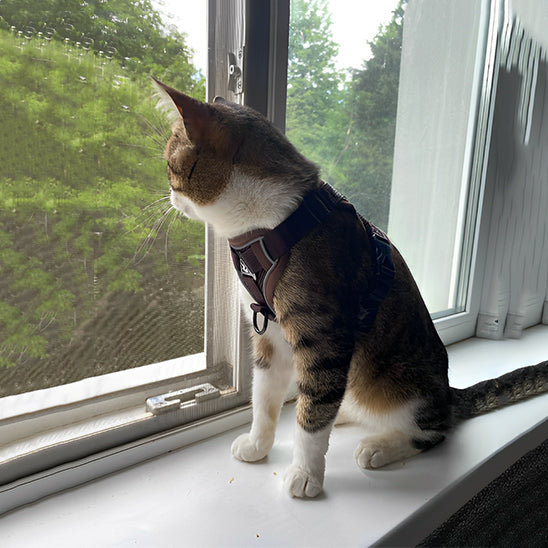 Anti-Escape Cat Harness - Safety & Freedom for Your Feline