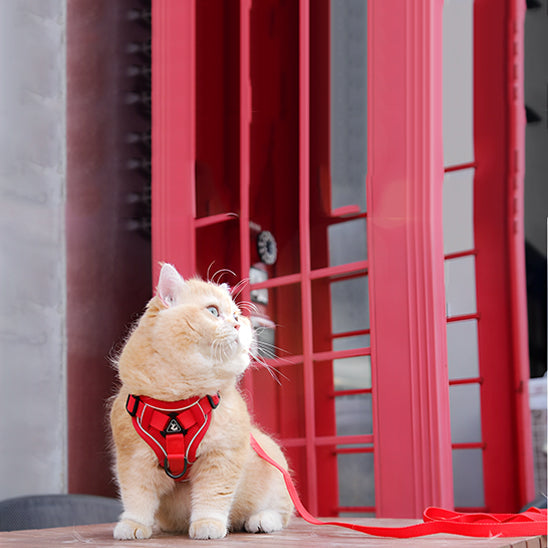 Anti-Escape Cat Harness - Safety & Freedom for Your Feline