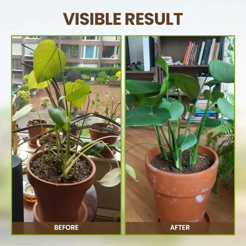 Closora | Organic Soil Activator for Robust Plant Growth