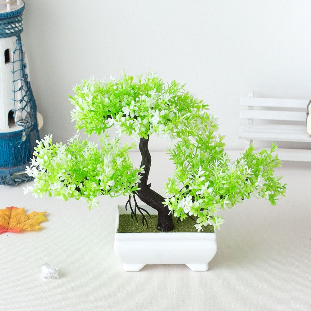 Closora | Plant Bonsai
