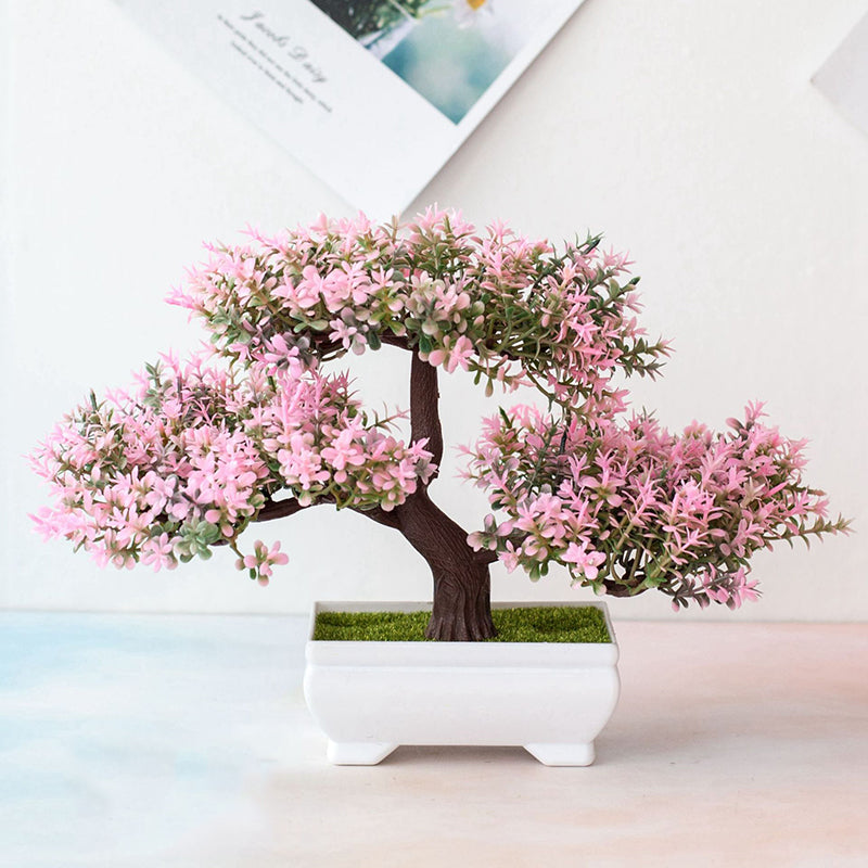 Closora | Plant Bonsai