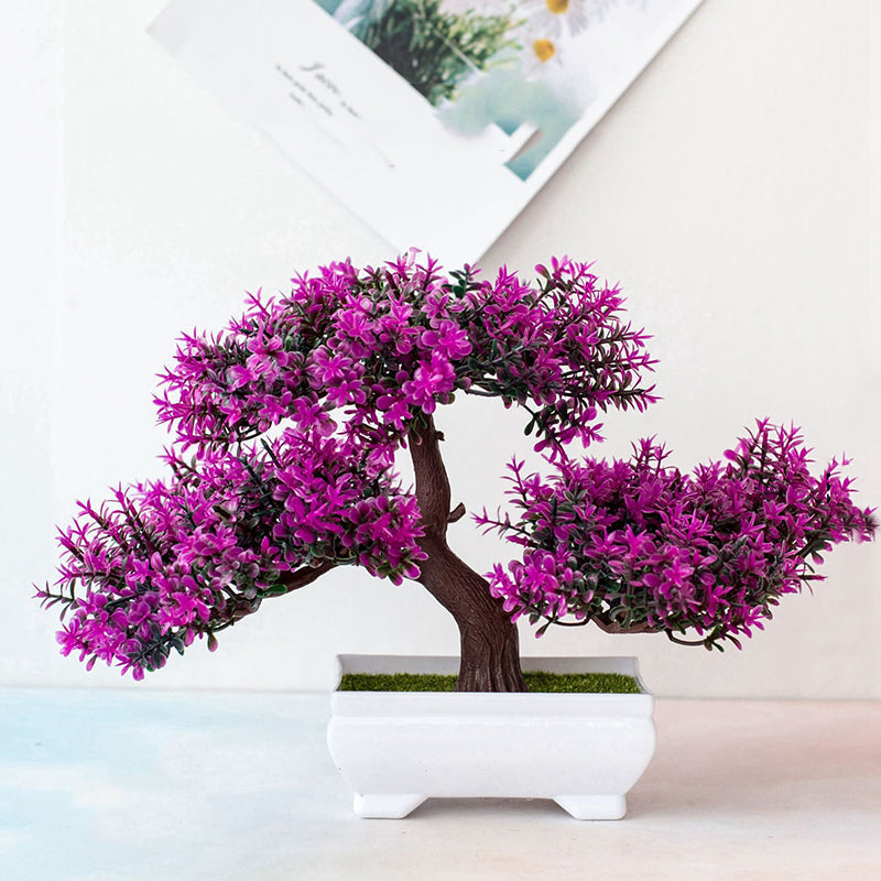 Closora | Plant Bonsai