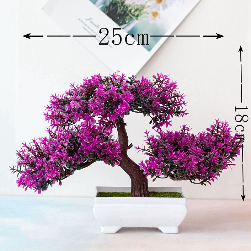 Closora | Plant Bonsai