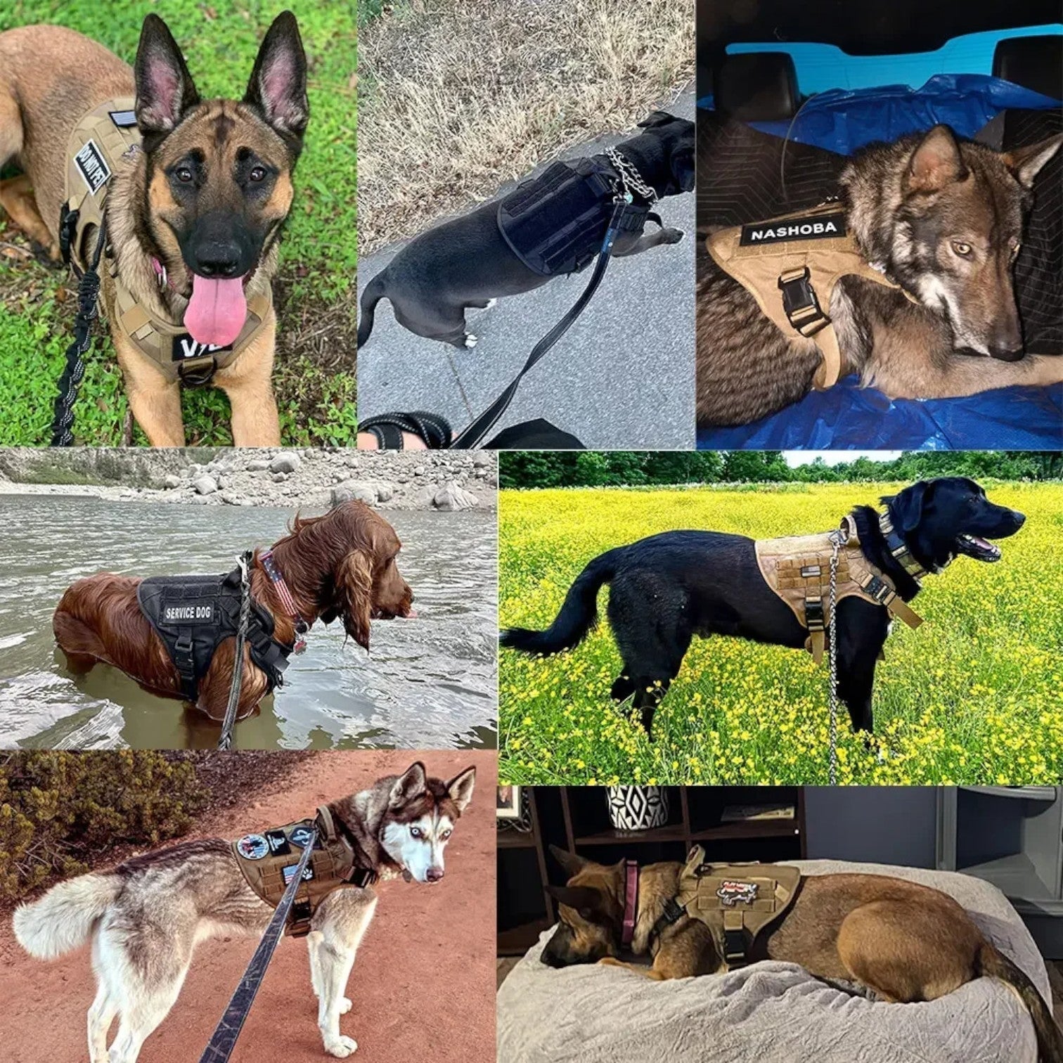 Dog Leash – Comfort and Safety for Training