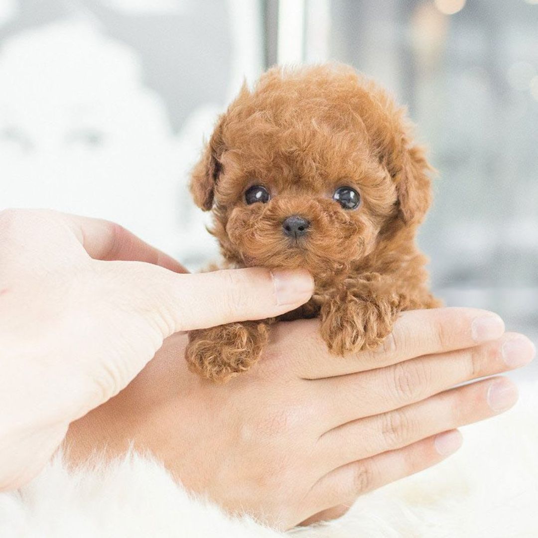Interactive Plush Puppy – Realistic Design with Movement Features – Perfect for Teaching Care to Children