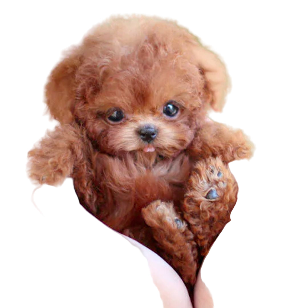 Interactive Plush Puppy – Realistic Design with Movement Features – Perfect for Teaching Care to Children
