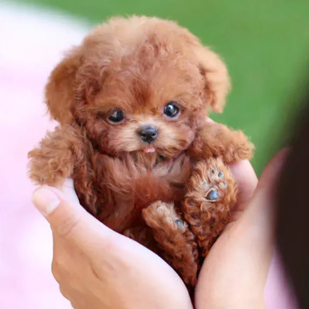 Realistic Plush Toy Puppy - Interactive Plush Friend