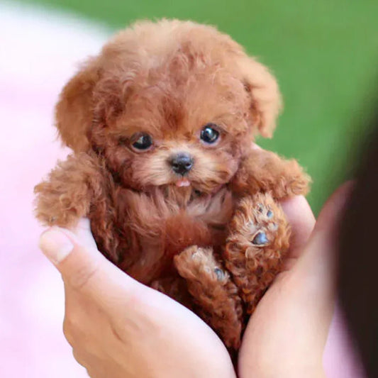 Realistic Plush Toy Puppy - Interactive Plush Friend