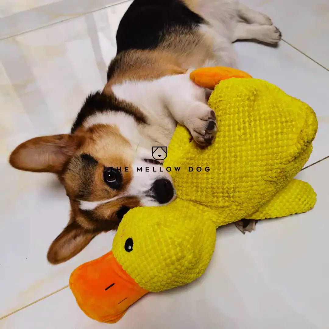 Soothing Duck - Dog Toy for Joy and Well-being